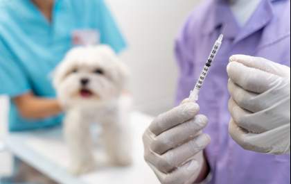 Imunização preventiva protege pets de doenças fatais