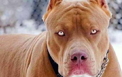Gata morre após ser atacada por cães do vizinho em Araçatuba