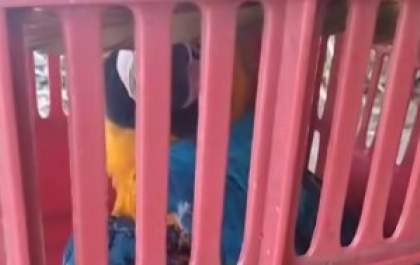 Arara-canindé fica ferida por linha de cerol e pode perder a asa em Três Lagoas