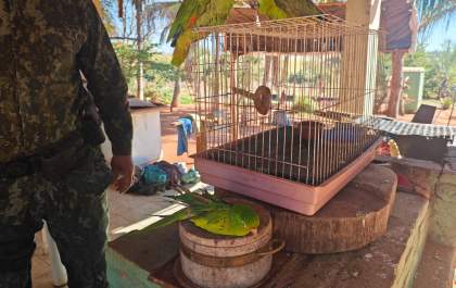 PM Ambiental registra ocorrência seguida de multa por animais silvestres mantidos em cativeiro