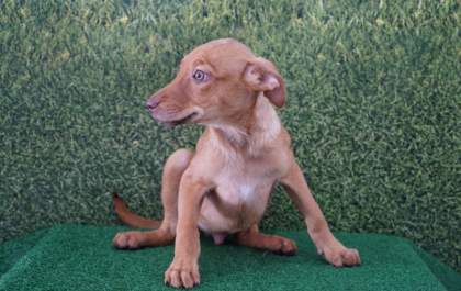 CCZ de Araçatuba realiza feira de adoção de cães e gatos neste sábado