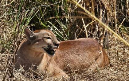 Onça-parda é resgatada após ficar presa em armadilha para capivara