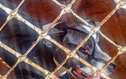 Polícia vai investigar mortes de 9 cães e gatos em casa no bairro Umuarama em Araçatuba