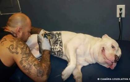 Lei proíbe tatuagens e piercings em cães e gatos