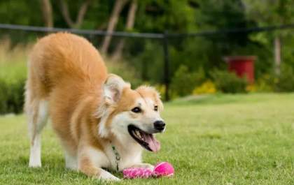 Acorrentar pets passa a ser proibido em todo território paulista