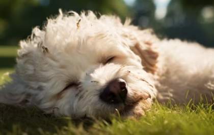 Poodle é sacrificado e tutora e é presa por maus-tratos