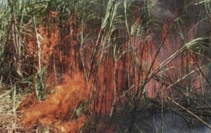 Homem é detido após provocar incêndio em plantação de cana