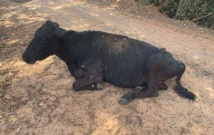Polícia Ambiental aplica multa de R$ 15 mil por maus-tratos a gado em Castilho