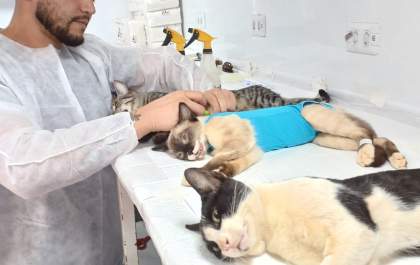 Caravana da Castração inicia atendimentos em Três Lagoas com meta de atender 1.100 animais