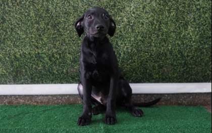 Feirinha de adoção no próximo sábado terá 20 animais
