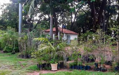 Semana da Árvore será aberta com doação de mudas em Araçatuba