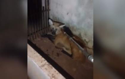 Lobo-guará é capturado pela PMA em bairro de Campo Grande