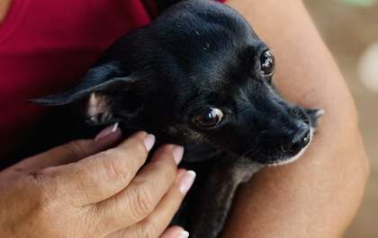 Caravana da Castração já atendeu mais de 900 animais em Três Lagoas