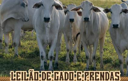 APAE de Andradina realiza o XXIII Leilo Fest no dia 5 de outubro