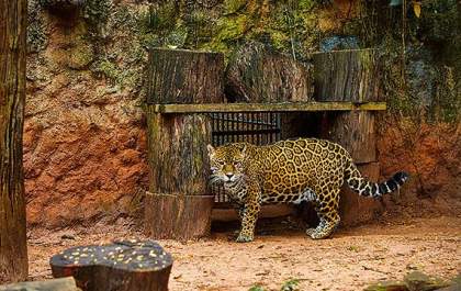 Zoológico de Ilha Solteira encerra visitação pública e pode ser fechado