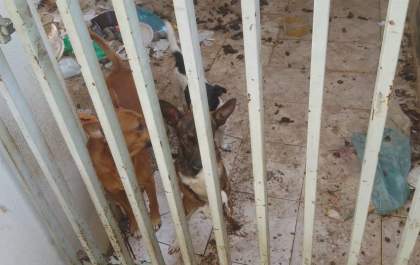 Prefeitura resgata cães abandonados em residência