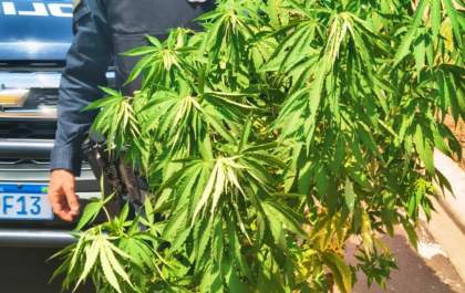 Polícia Militar apreende planta de maconha em Três Lagoas