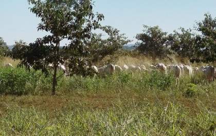 Mato Grosso do Sul lidera captura de carbono e fortalece desenvolvimento sustentável