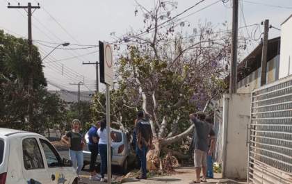Vento forte causa queda de árvore em Andradina antes da chegada da chuva