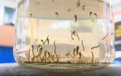 MS registra mais de 13 mil casos prováveis de Dengue e 17 mortes em 2025