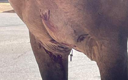 Pitbull ataca cavalo em via pública em Andradina