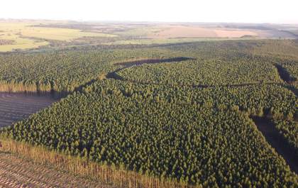 Eucalipto impulsiona o estado de Mato Grosso do Sul ao topo da produção florestal no Brasil