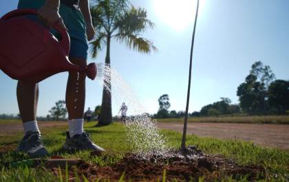 Prefeitura realiza plantio de ipês na Avenida dos Araçás