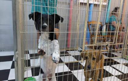 Shopping recebe feira de adoção de animais no domingo