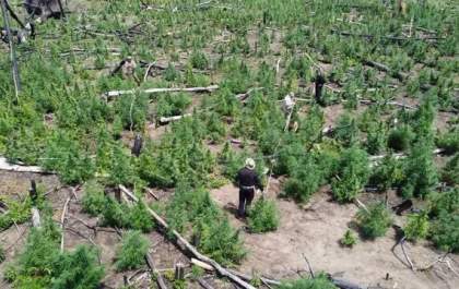 Brasil e Paraguai destroem 868 toneladas de maconha em megaoperação na fronteira