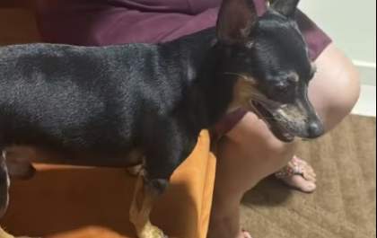 Pit Bull mata Pinscher e fere tutora do cãozinho em Birigui