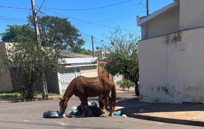 Cavalos soltos atacam lixeiras em bairros periféricos de Andradina