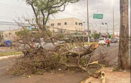 Temporal derruba árvores em Dourados