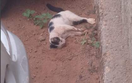 Moradores denunciam envenenamento de gatos em condomínio no Jardim Carandá