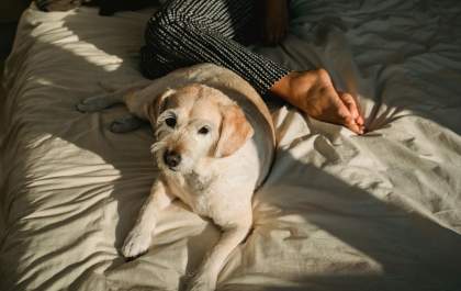 A ciência por trás da fidelidade dos cães aos seus tutores