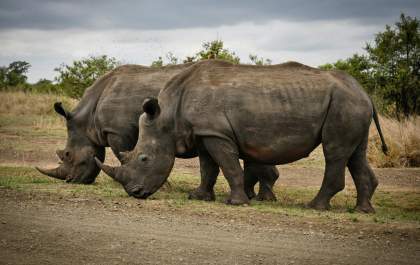 Dia Mundial dos Animais reforça compromisso global com a vida de todas as espécies