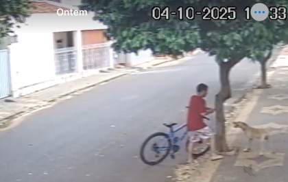 Cão é deixado sozinho amarrado em árvore em rua de Araçatuba