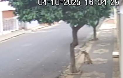 Homem que amarrou cão em árvore procura o CCZ de Araçatuba