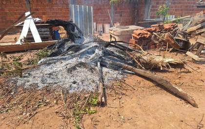 Homem é multado em mais de R$ 2,6 mil por queimar galhos e troncos em terreno no Jardim Progresso, em Três Lagoas