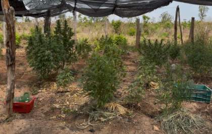 Morador em Araçatuba é preso em Três Lagoas em fazenda com 75 pés de maconha