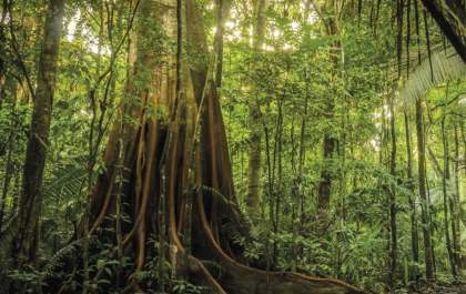 Amazônia perdeu área de vegetação do tamanho da França em 40 anos