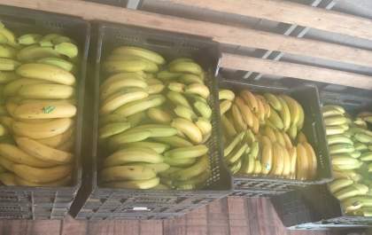 Motorista é preso por desviar cargas de banana e vender em comércios de Andradina
