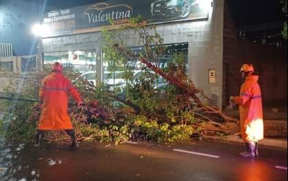 Araçatuba tem quedas de árvores durante chuva