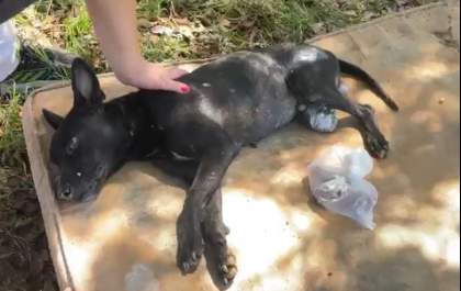 Homem é preso após cortar perna de cão com punhal em Aracanguá; animal foi sacrificado