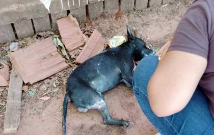 Acusado de amputar perna de cão utilizando punhal consegue a liberdade provisória