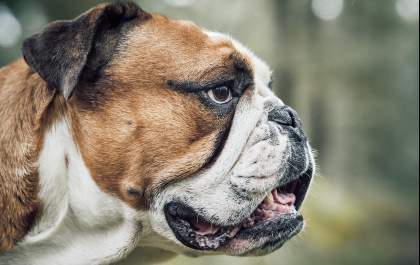 Hipertensão em animais exige diagnóstico preciso e monitoramento contínuo