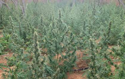PF erradica 286 mil pés de maconha em Pernambuco