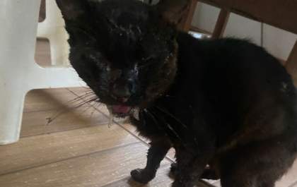 Gato Negão precisa de cirurgia urgente e mobiliza campanha solidária em Três Lagoas