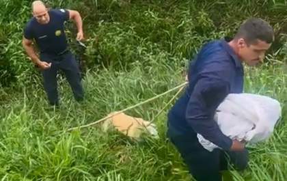Cão é resgatado pela Guarda Municipal após cair em valetão