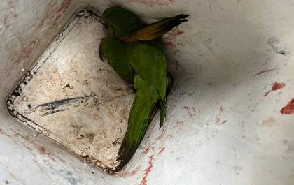 Homem é detido pela Guarda Municipal após atirar com espingarda de chumbinho em maritaca