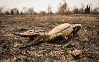 Pantanal enfrenta o período mais seco em quatro décadas, revela levantamento nacional